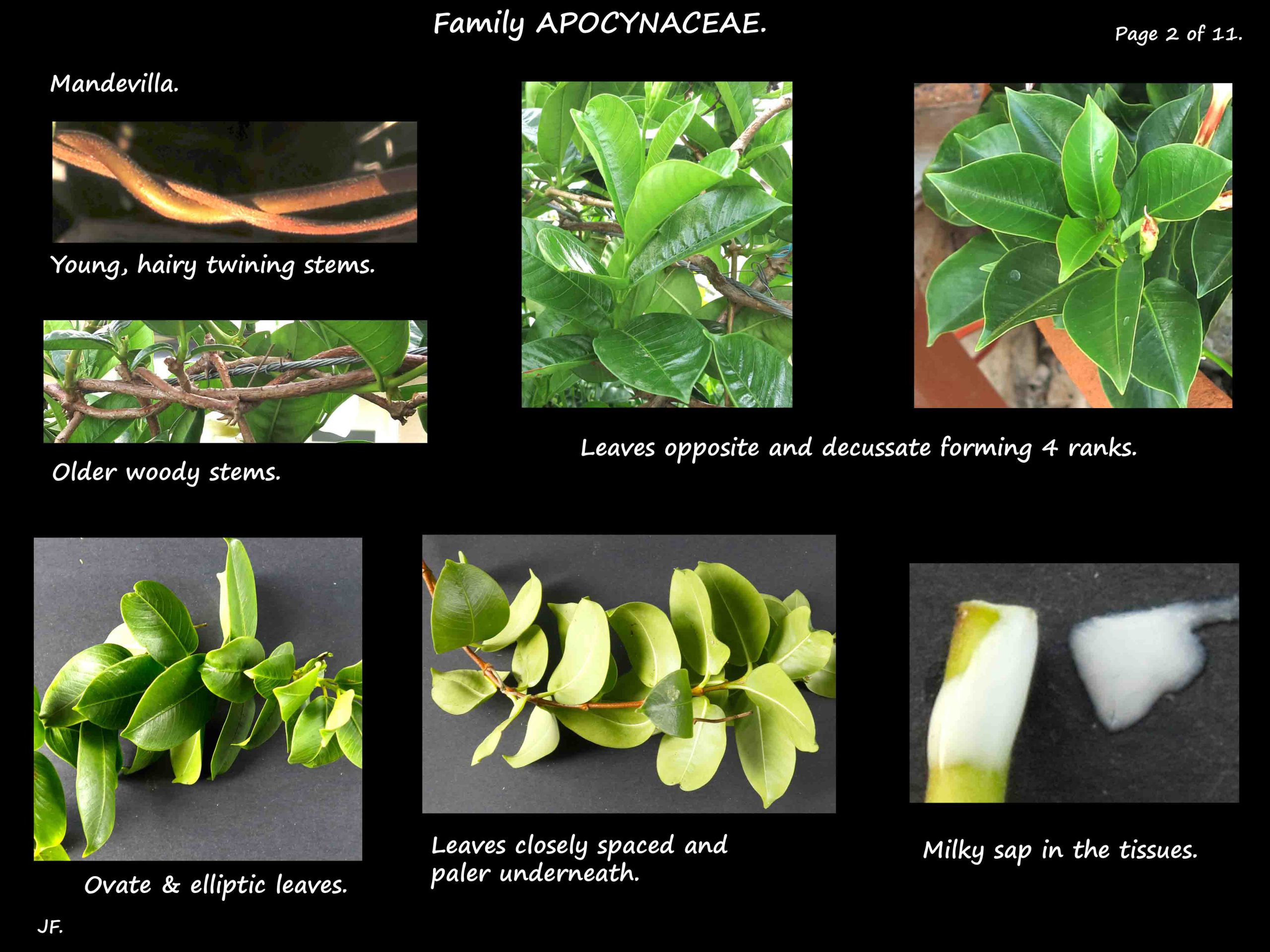 2 Mandevilla stems & leaves